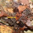 지리산의 물두꺼비 이미지