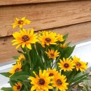 루드베키아 이미지