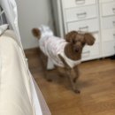 썬더치킨망우점 | 복날🐓,황금올리브닭다리,삼계탕,악세서리보관함,영화 토르러브엔썬더,강남소곱창,팔당포러데이,외계+인1부
