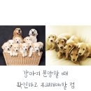 금순이농장 | 강아지 분양 시 주의하고 확인해야할 점