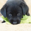 블랙말이 이미지