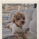 강아지 보호센터 이미지