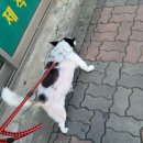 행복한요나네 이미지