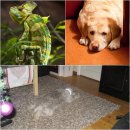 뽀삐뽀삐 이미지