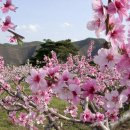 빙그레화원