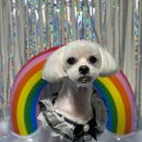 서른살나의펫2 이미지