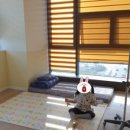 개나리소아청소년과병원 이미지