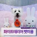 스퀘어독스 펫 이미지