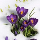 눈속에피는꽃 이미지