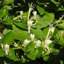 인동저녁노을 이미지