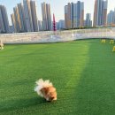 앙쥬레브 애견호텔&애견유치원 송도점 이미지