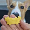 오간식 | 강아지수제간식 오간식 종합 과자 선물 세트 &amp; 칠면조 다리 후기입니다