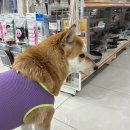 보네치킨호프 네이버블로그