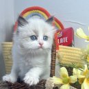 오독안심분양센터 강아지분양 고양이분양 대구점 이미지