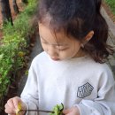 낙엽탕후루 만들기🍁🍂🌿🍀 이미지