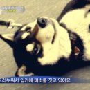 로데오 네이버블로그