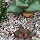 초이농장 이미지