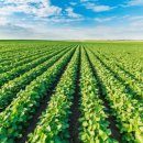 한국돈농장 이미지