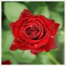 경호태권도 이미지