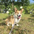 댕댕이# 이미지