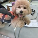 치유동물의료센터 이미지