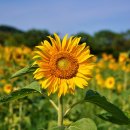 단원구청 이미지