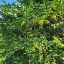 세동농장 이미지