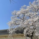 봄 경주 여행🌸 (4월, 당일치기 여행코스, 벚꽃스팟, 황리단길 - 황금십원빵/황남옥수수/황남샌드/최영화빵)
