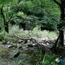 소백산자락길 제7코스 이미지
