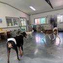 보람유치원 | 김포 중대형견 애견카페 추천｜울프독도 있는 DOG-ING 다녀온 후기