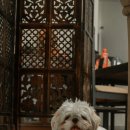 24시 바덴동물메디컬 이미지