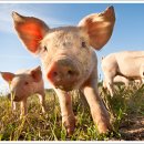 여주-0871 이미지