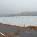 지산다육