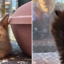 도그마루 강아지 고양이 부산점 이미지