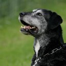 배곧도담동물병원 이미지