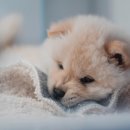 예쁜강아지 이미지