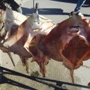 갈릴리 대게수산 이미지