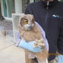 부엉이 농장 이미지