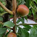 노천농장 이미지