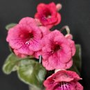 미니신닌기아 Peach Blossom Button(복숭아꽃 버튼) 이미지