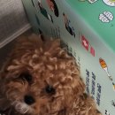 꽃피우개 이미지