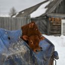 Paxi(팩시) 이미지