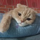 땡그리나 이미지