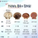 참가리비