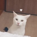 Dear My Pet 이미지