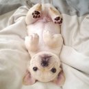 꼼지락 강아지 이미지