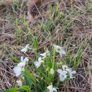 흰젖제비꽃 | 흰젓오랑캐, 흰꽃오랑캐, 흰애기제비꽃 Hin-jeot-je-bi-kkot Viola lactiflor 이미지