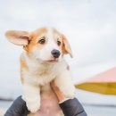 NOBLESSE.PET 이미지