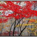 남해어시장 이미지