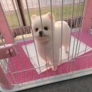 the 굿 dog 이미지